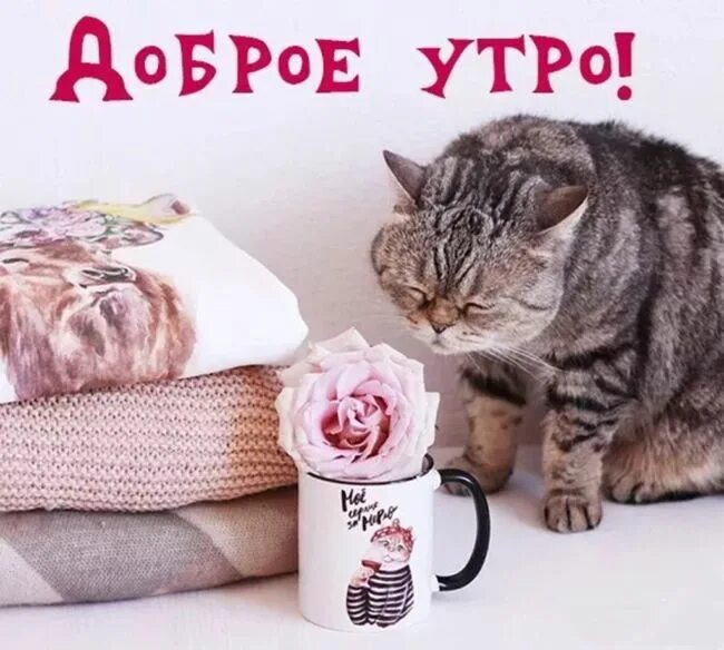 Доброе танечка. Доброе утро танюша. открытки happypik с добрым утром. с добрым утром таня. доброе утро прикольные таня.