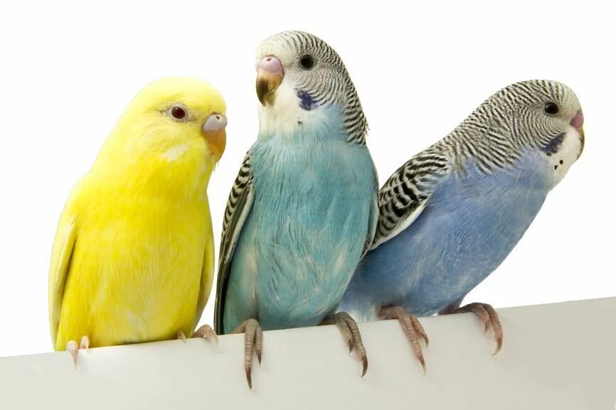 Попугаи волнистые попугайчики. Фото волнистых попугайчиков. Попугаи волнистые 71. Птицы в зоомагазине.