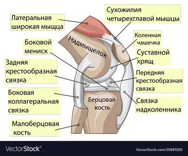 Чашечка человека