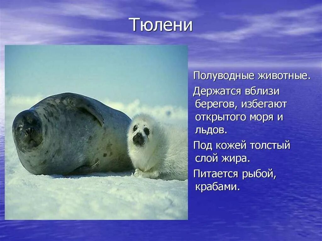 Интересные факты о тюленях. Интересные факты о тюлен. Тюлень описание. Информация о тюленях. Факты о тюленях.