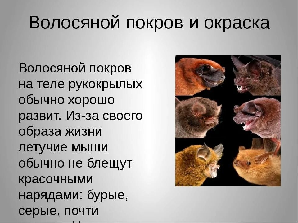 Чем различается покров на разных участках тела. Отряд рукокрылые презентация. представители отряда грызуны класса млекопитающие. покров тела грызунов. образ жизни рукокрылых.