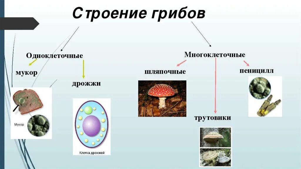 Классификация грибов одноклеточные и многоклеточные. Биология 5 класс многоклеточные грибы организмы. Одноклеточные и многоклеточные царство грибы. Схема грибы одноклеточные и многоклеточные.