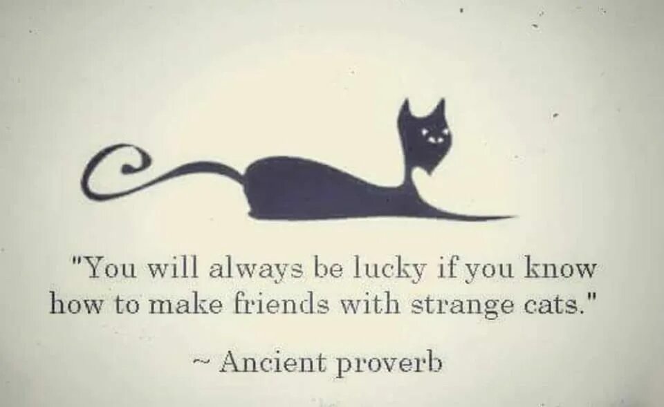 If you are lucky. Proverbs about cats. proverbs in english. quotes about strange cats. always lucky питомник.