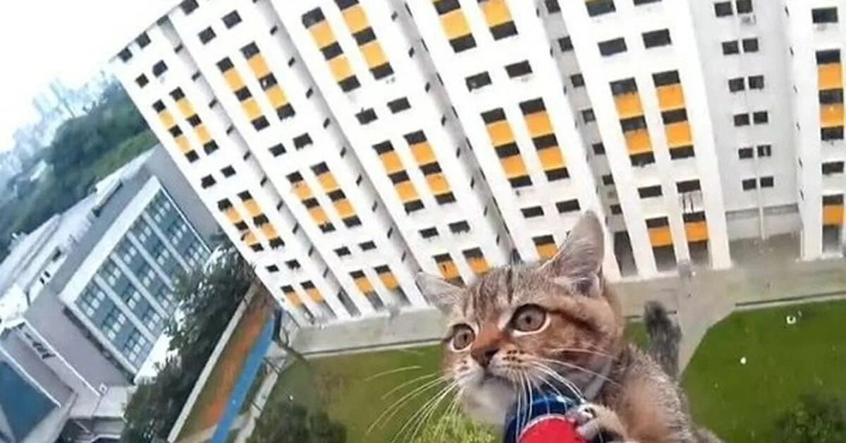 Кот который упал. Кот на балконе. летающий кот. балкон для кошек. кот падает из окна.