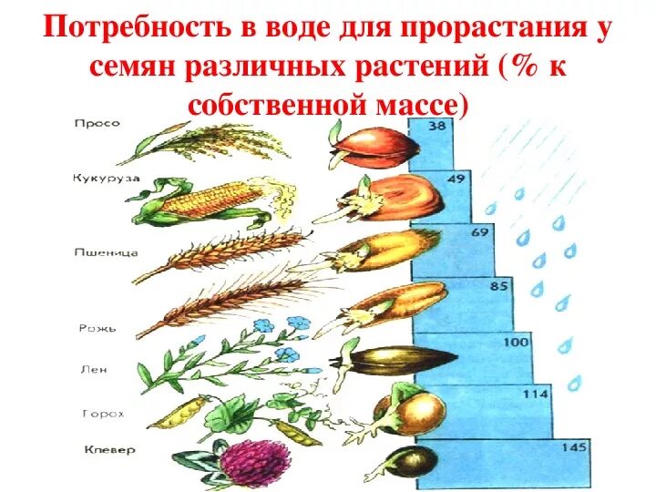 Температура прорастания семян огурцов. Потребность в воде для прорастания семян различных растений. Температура прорастания семян. Вода для прорастания семян. Температура прорастания семян схема.