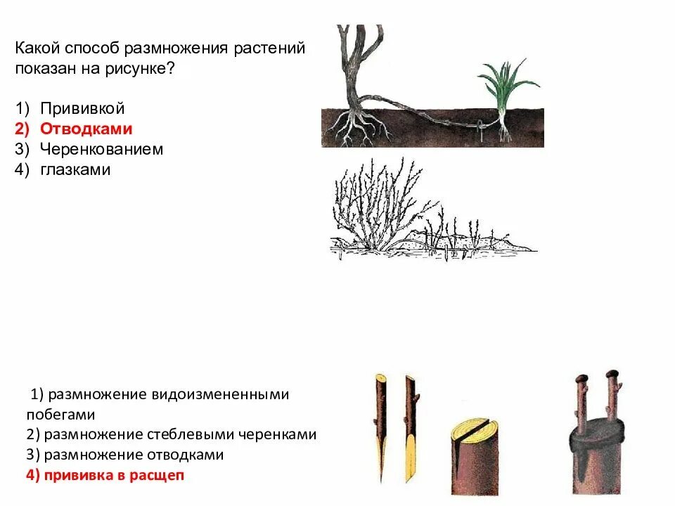 Вегетативное размножение растений прививка черенком. Способ вегетативного размножения с помощью отводками. Вегетативное размножение прививкой черенком. Вегетативное размножение стеблевыми черенками. Вегетативное размножение последовательность действий