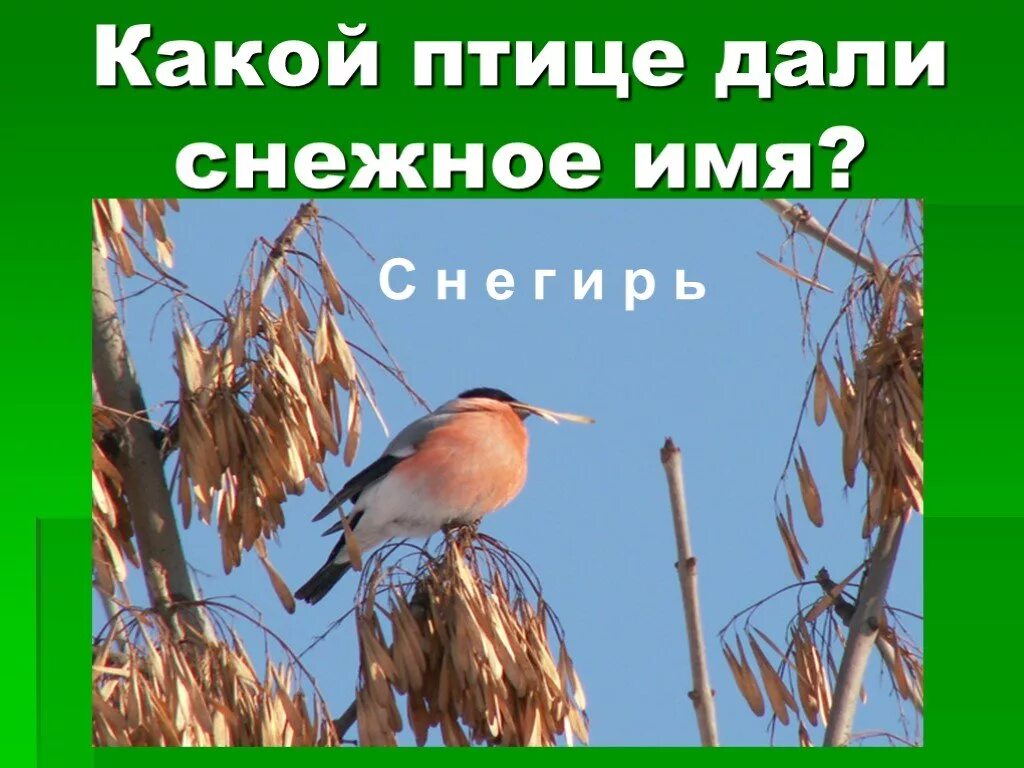 Имена для птиц мальчиков. Какие птицы дают молоко. какое имя дать птице.