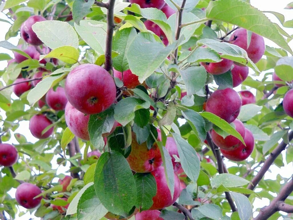 Яблоня Райская Аляска. Райские яблочки декоративная яблоня. Яблочный спас сорт яблони. Яблоня Райские яблочки красные.