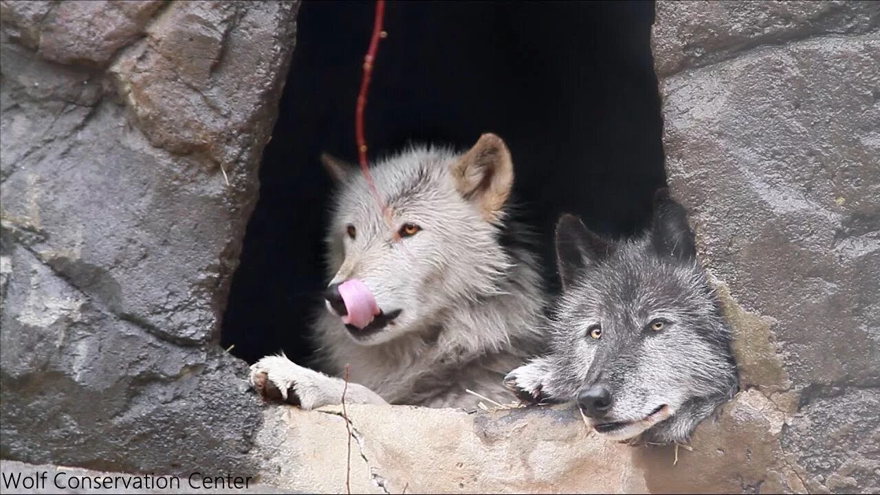 Волк, волчица, волчата – Волчье Логово,. Волчье Логово Волков. Жилище волка.