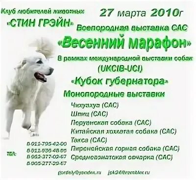 Выставки собак в санкт петербурге. Выставки собак в санкт петербурге