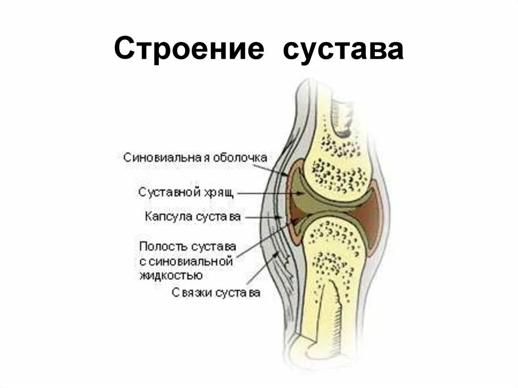 Схема строения сустава. Схема сустава анатомия. Сустав, строение, основные части.. Схематическое строение сустава.