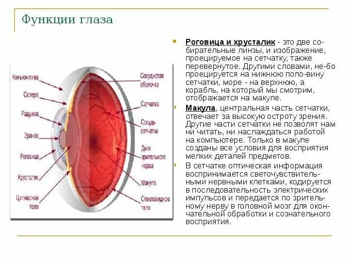 Роговица строение и функции. Функции роговой оболочки. Функции роговицы глаза. Роговица глаза строение и функции. Роговица характеристика