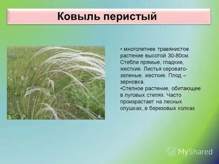 Где обитает ковыль