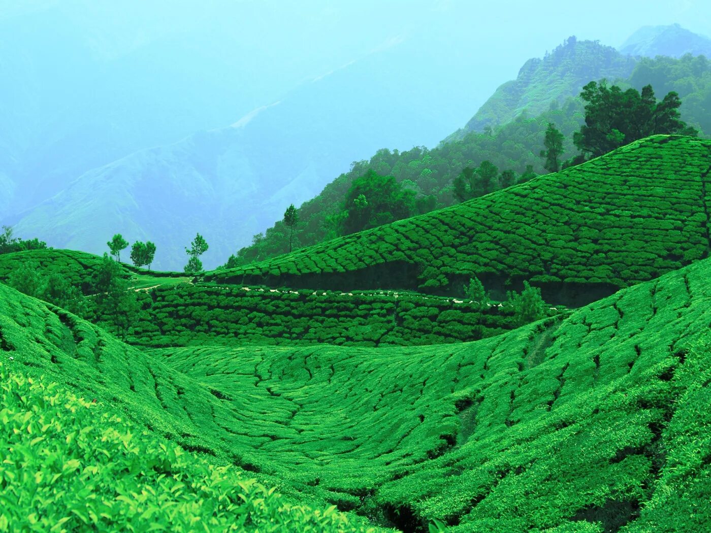 B0k3p india. Чайная плантация Колуккумалай, Тамилнад. Чайные плантации в Индии. Гора Фэнхуан чайные плантации. Керала чайные плантации.