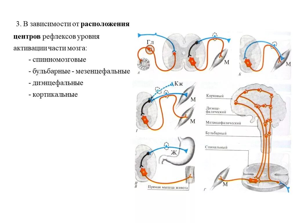 Рефлекс три. Бульбарный рефлекс рефлекторная дуга. бульбарные рефлексы примеры. кортикальные рефлексы. диэнцефальные рефлексы.