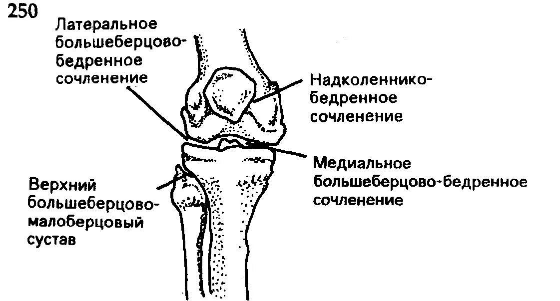 Межмыщелковое возвышение большеберцовой кости. Бедренно берцовый сустав. Межмыщелковое возвышение анатомия. Переднее межмыщелковое поле. Переднее межмыщелковое поле большеберцовой кости.