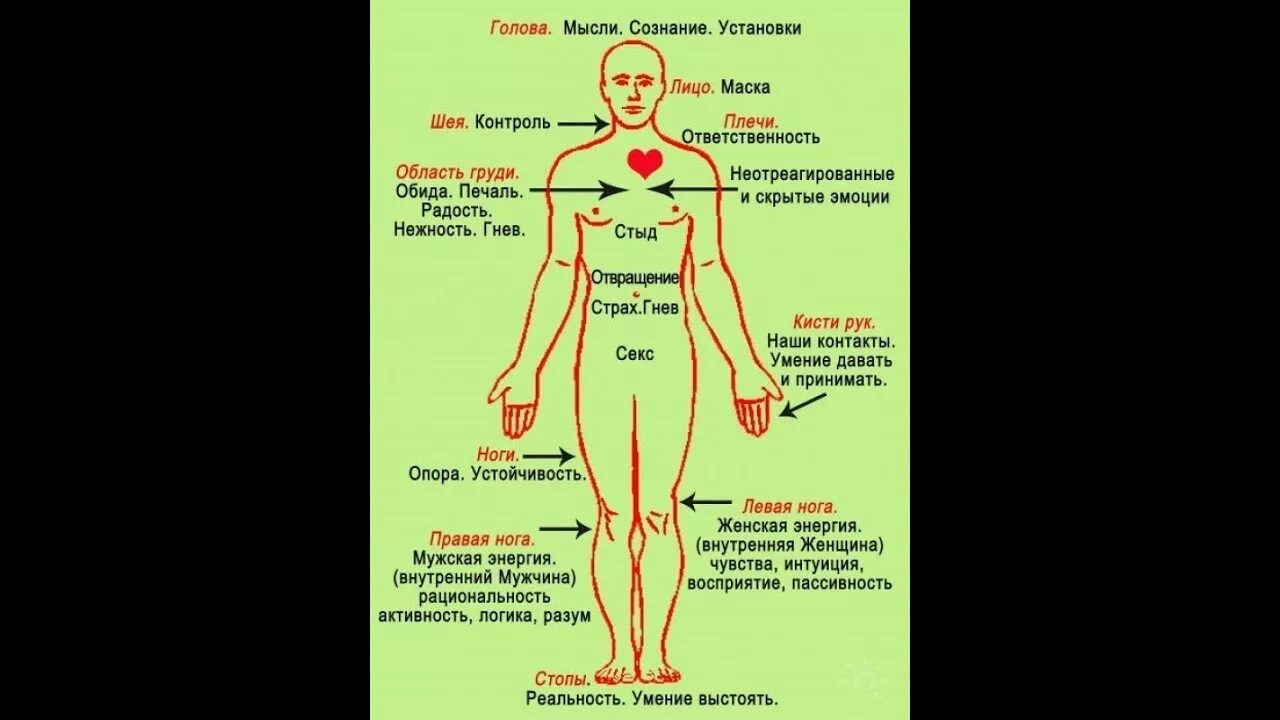 Левая сторона за что отвечает у женщин