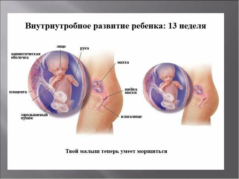 Задание 14 недели. 14 Недель размер ребенка. Размер ребенка на 14 неделе беременности. Пол ребёнка на 14 неделе беременности.