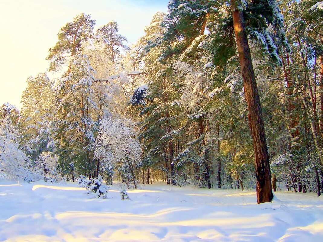 заснеженный лес. рассвет зимой. солнце лапландии. солнечный зимний день. ясный зимний день.