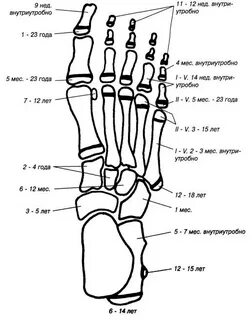 Foot это сколько