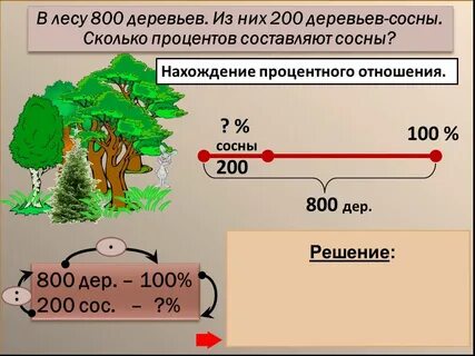 Сколько в процентах занимают леса