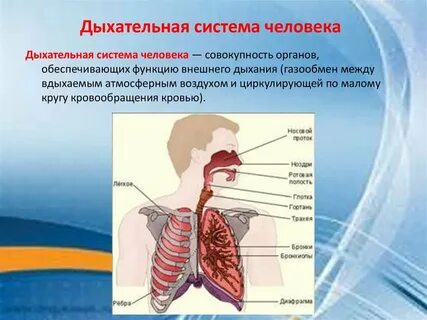 Признаки дыхания 5 класс