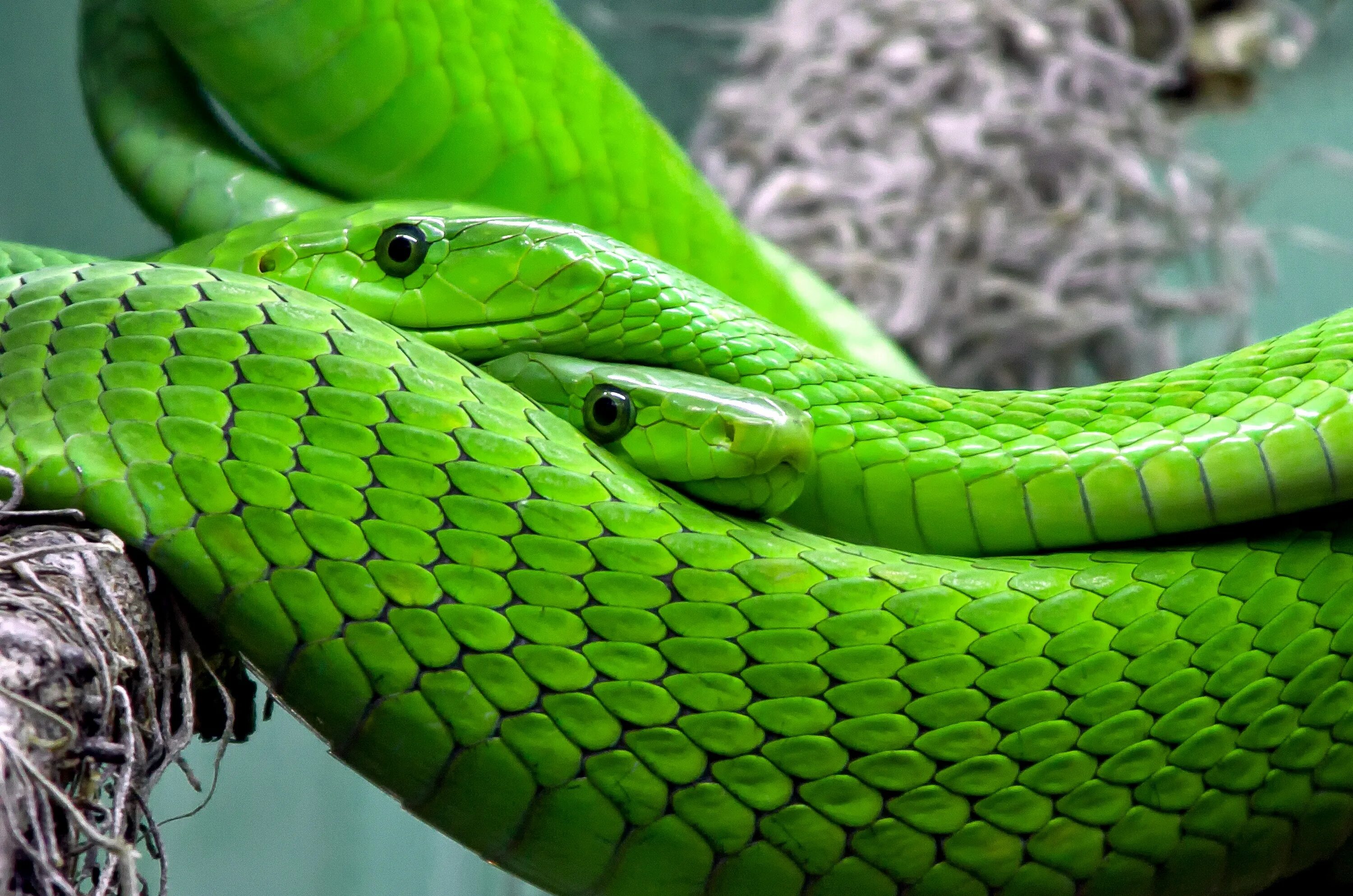 Snake x. Зелёная мамба змея. Змея мамба узкоголовая. Пресмыкающиеся змеи мамба. Зеленый полоз.