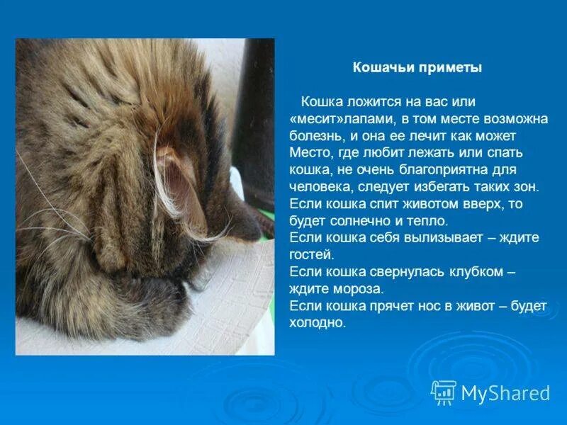 Год кота приметы. Кошачьи приметы. если кошка ляжет. почему кошка ложится на живот. кошка уснула приметы.