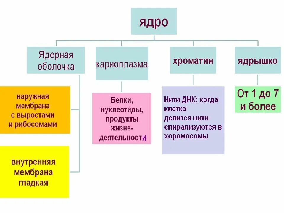 Функции ядра в биологии. Хромосомы в ядре клетки. хромосомные ядра. презентация ядро и хромосомы 10 класс. строение ядра клетки хромосомы.