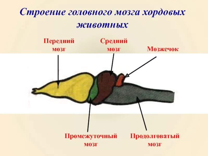 Рисунки мозгов животных. Рисунки мозгов животных