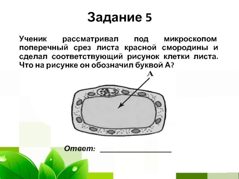 Клетка впр. Срез листа смородины. Ученик рассматривал под микроскопом листы. Строение клетки листа смородины. Поперечный срез листа смородины.