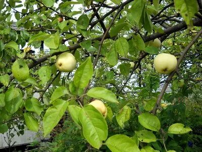 Яблоня какую выбрать