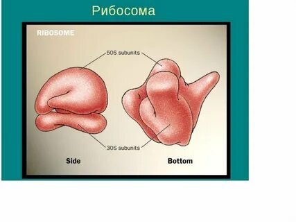 Где происходит сборка субъединиц рибосом