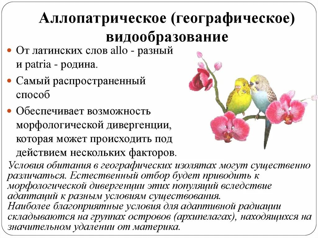 Формы изоляции видообразования. Примеры аллопатрического видообразования схема. симпатрическое аллопатрическое видообразование в 11 классе. аллопатрическое видообразование схема. двух основных формах видообразования.