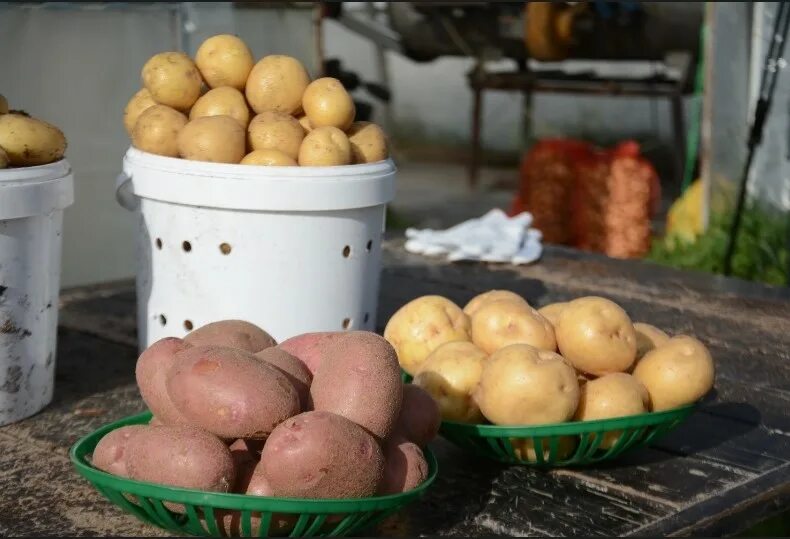 Сибирская картошка. Наука о картофеле. Новейшие сорта картофеля Новосибирской селекции.