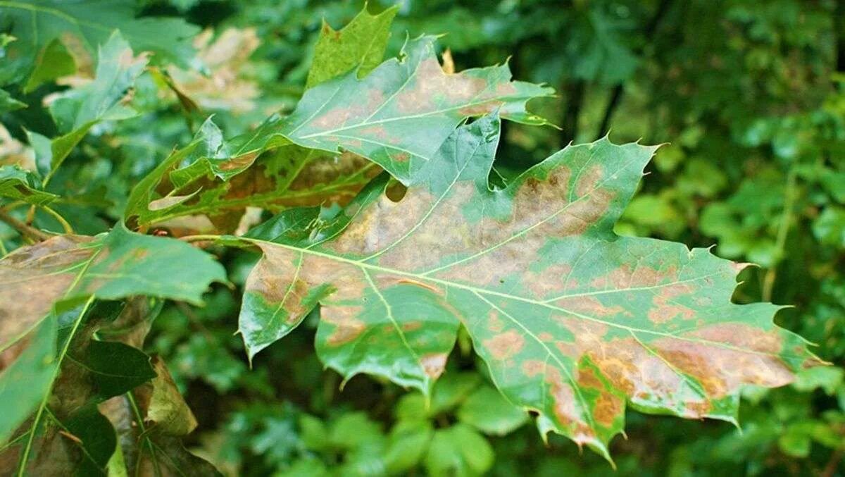 Ожоги на листьях томатов. Септориозная пятнистость. Ожоги на листьях. Краевой некроз листьев томатов. Ожоги листьев.