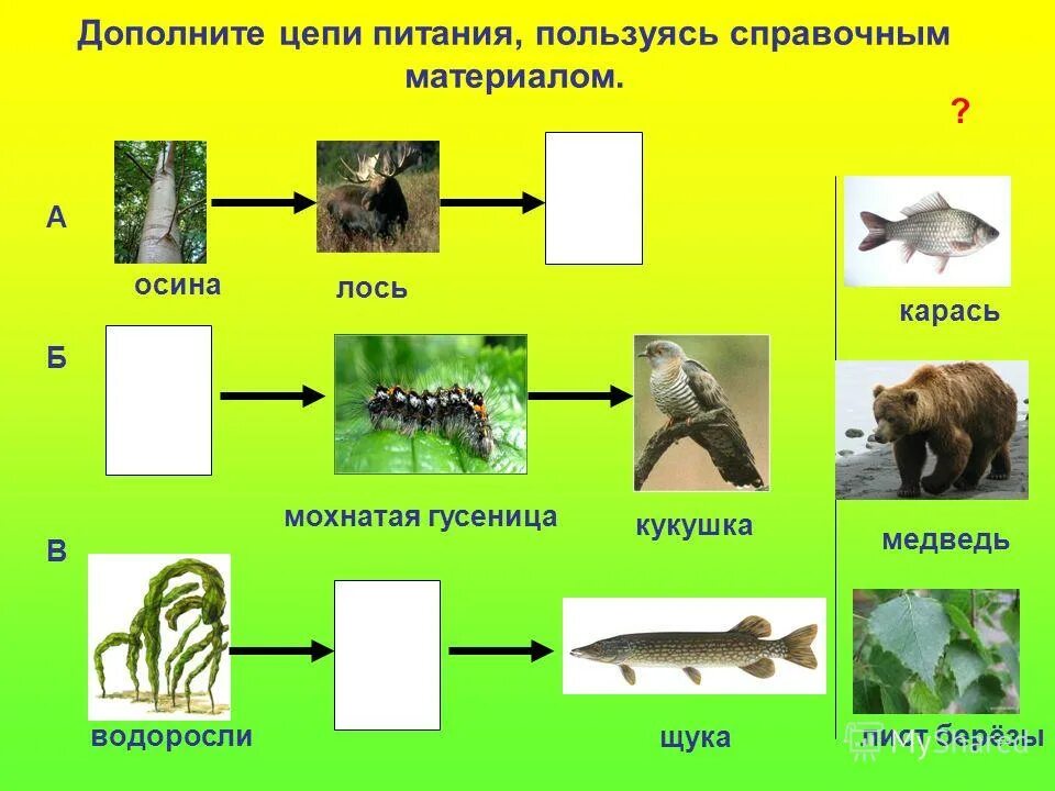 Цепи питания тест. Цепи питания. цепочка питания. пищевая цепочка животных. звенья цепи питания.