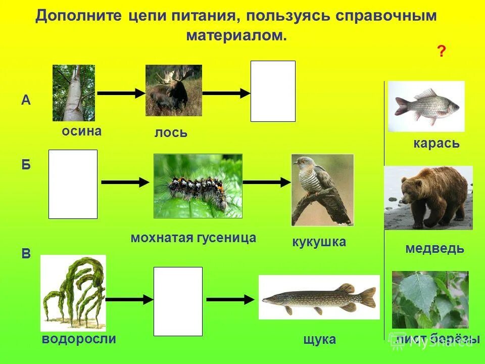 Пример цепи питания 3. Цепи питания. Пищевая цепочка 3 класс. 3 Цепочки питания. Цепочка питания 3 класс.