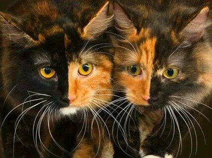Try cat