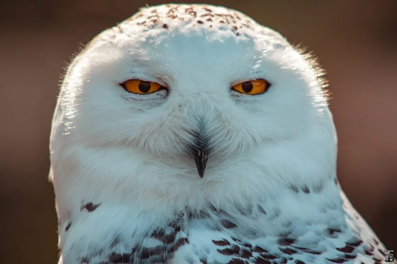Совы полярные. Взгляд полярной совы. Полярная сова птица. Белая полярная сова самец. Совы полярные.