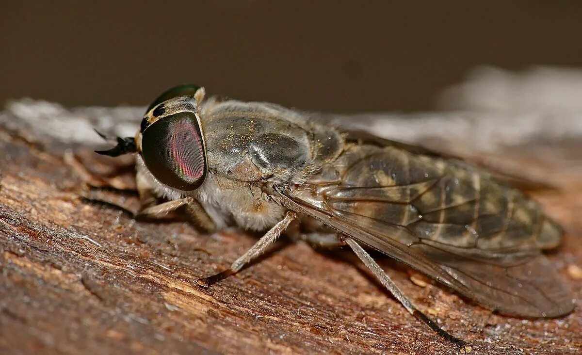 Паут овод слепень. Слепни (tabanidae). Овод шершень слепень. Слепень tabanus. Муха овод.