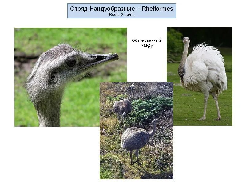 Особенности строения нандуобразных