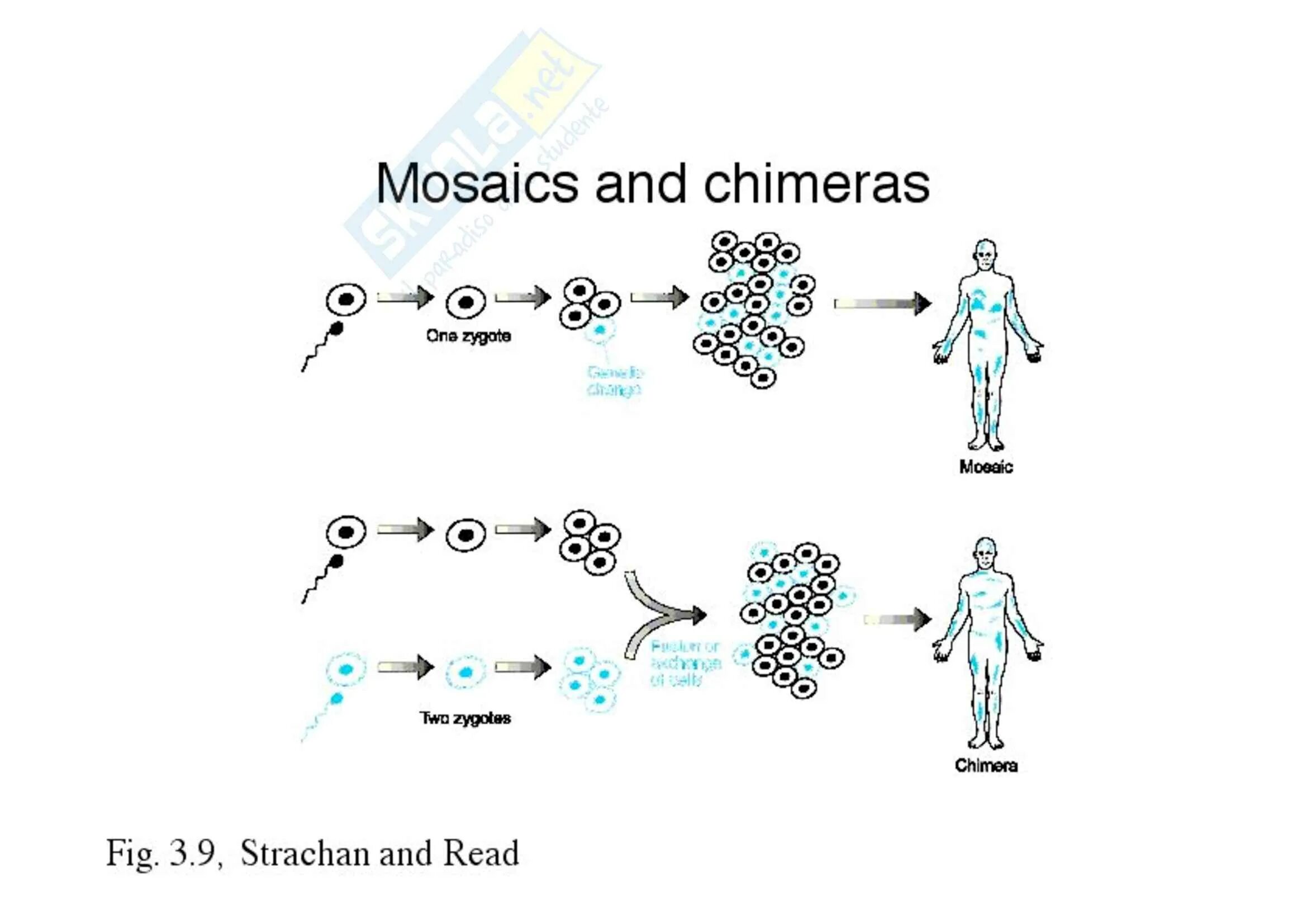 Химера два днк. Женщина химера лидия фэйрчайлд. Химера человека и животного. Женщина химера лидия фэйрчайлд. Тейлор алексис мул.