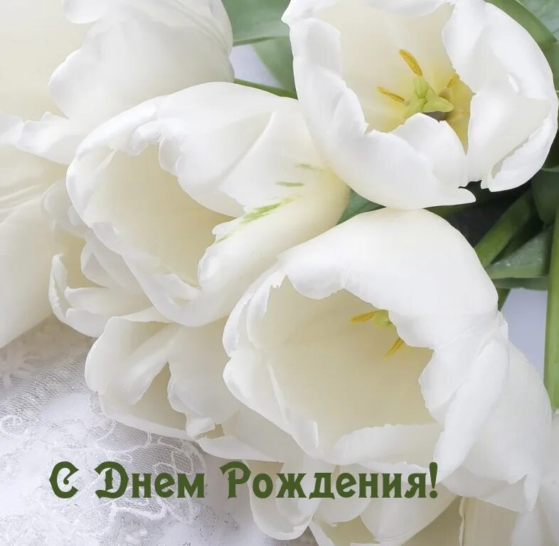Как выглядят белые тюльпаны. Белые тюльпаны. самые красивые белые тюльпаны. белые тюльпаны открытка. бело розовые тюльпаны.