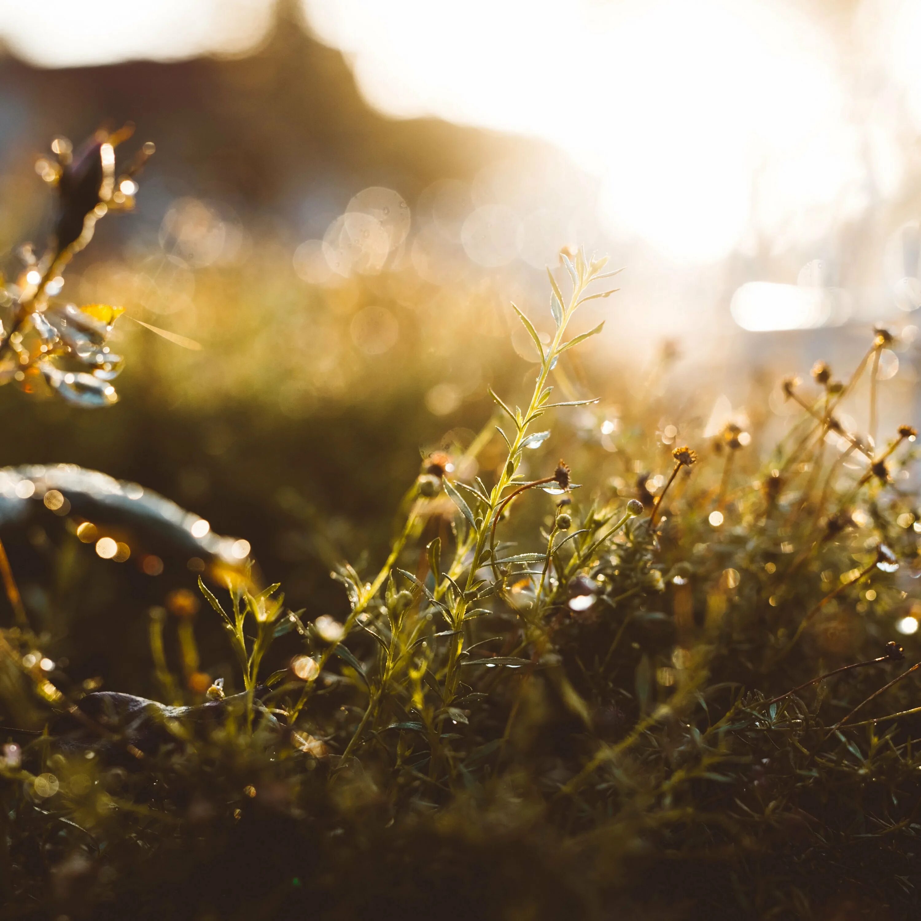 Солнце сквозь траву. Утро блики. Солнце размытый фон. Блик закат. Утро блики.