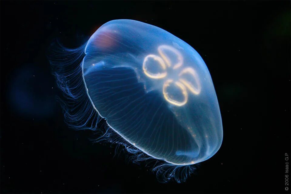 Следующую медузу. Следующую медузу. Гидроидные медузы глазок. Следующую медузу. Turritopsis nutricula.
