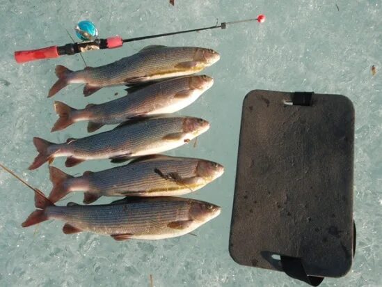 рыбалка в архангельске форум. рыбалка в архангельске форум. рыбалка в архангельске тульская область. рыбалка на севере архангельской области. рыбалка в архангельской области зимняя иван.