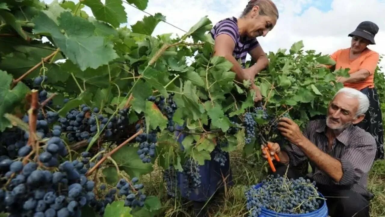 грузия - родина виноделия. ртвели в грузии живопись. грузия. ртвели в грузии. праздник вина «ртвели».