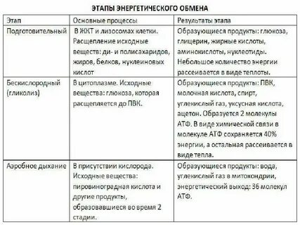 Энергетический обмен 9