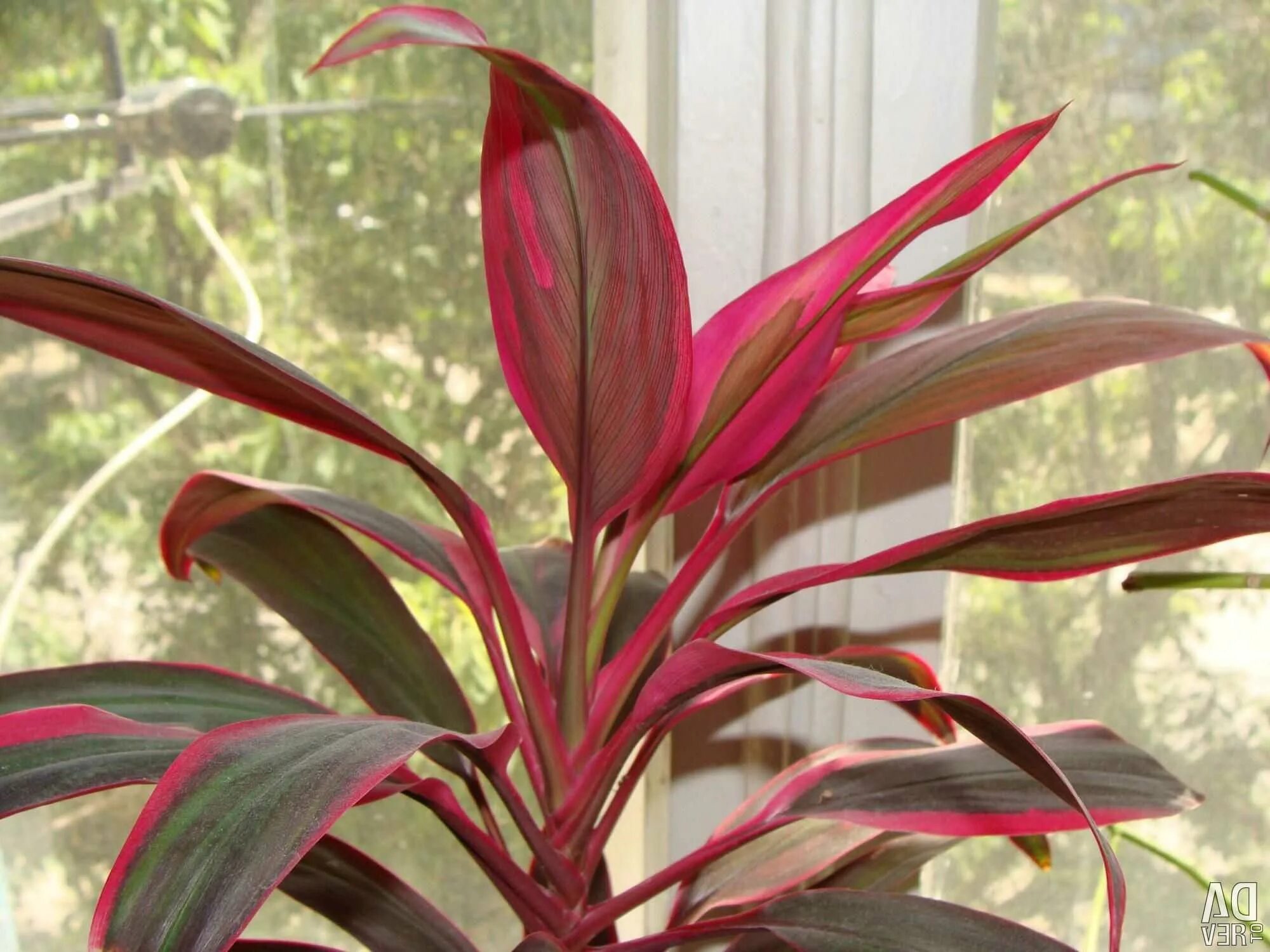 комнатные цветы с красными длинными листьями. комнатные цветы с красными длинными листьями. кордилина конга. цветок с длинными листьями и красным цветком. кордилина фрутикоза танго.